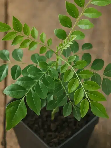 Kaloupilé (Murraya koenigii) Plant