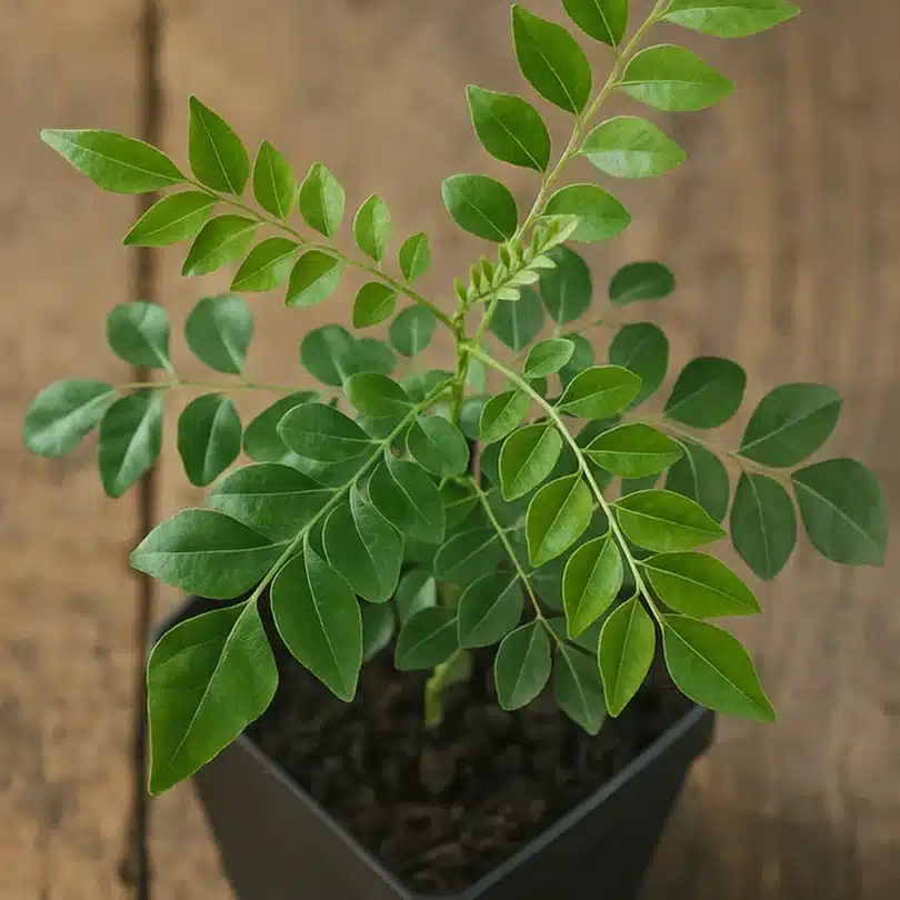 Kaloupilé (Murraya koenigii) Plant
