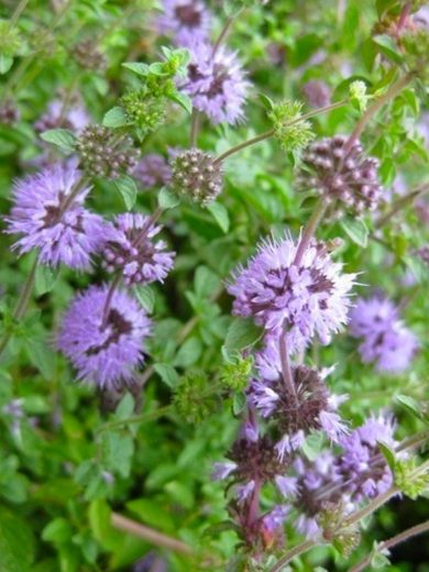 Menthe Pouliot (Mentha pulegium) Graines