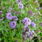 Menthe Pouliot (Mentha pulegium) Graines