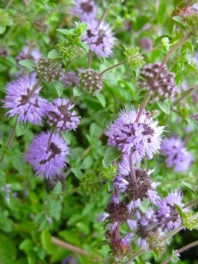 Menthe Pouliot (Mentha pulegium) Graines