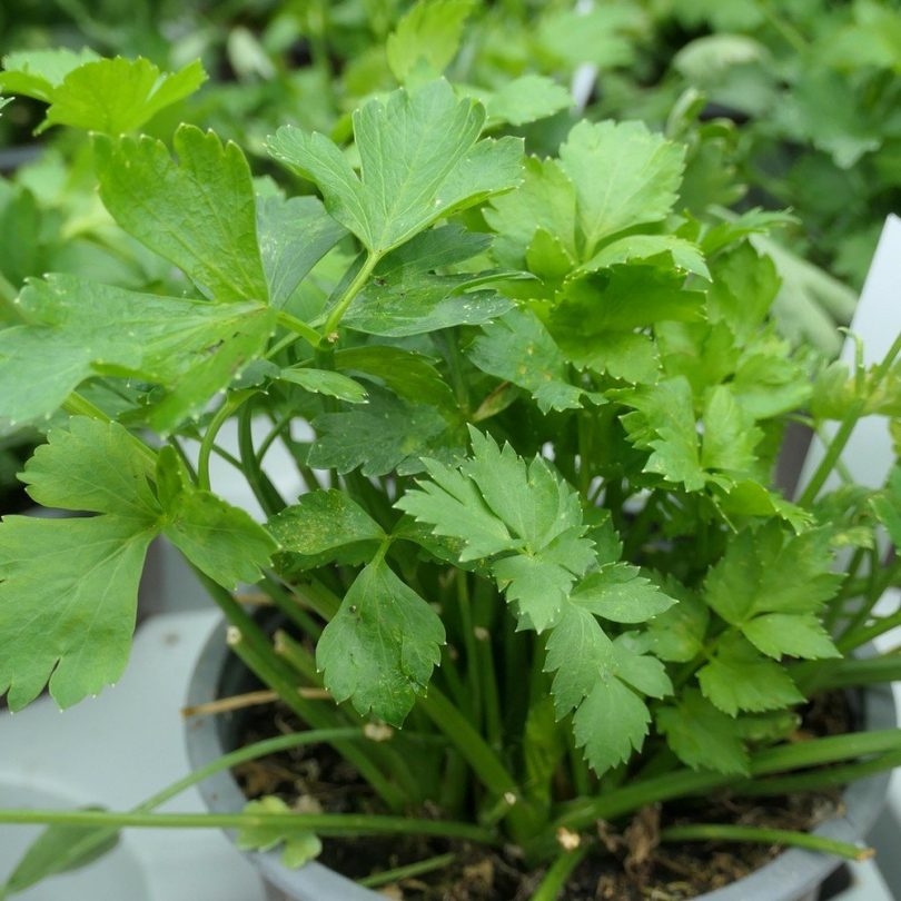 Céleri Vivace à Couper (Apium graveolens var. secalinum) Graines