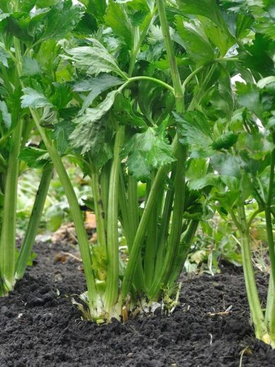 Expérience de la plante qui danse 😂. Partie 1/3 : je sème les