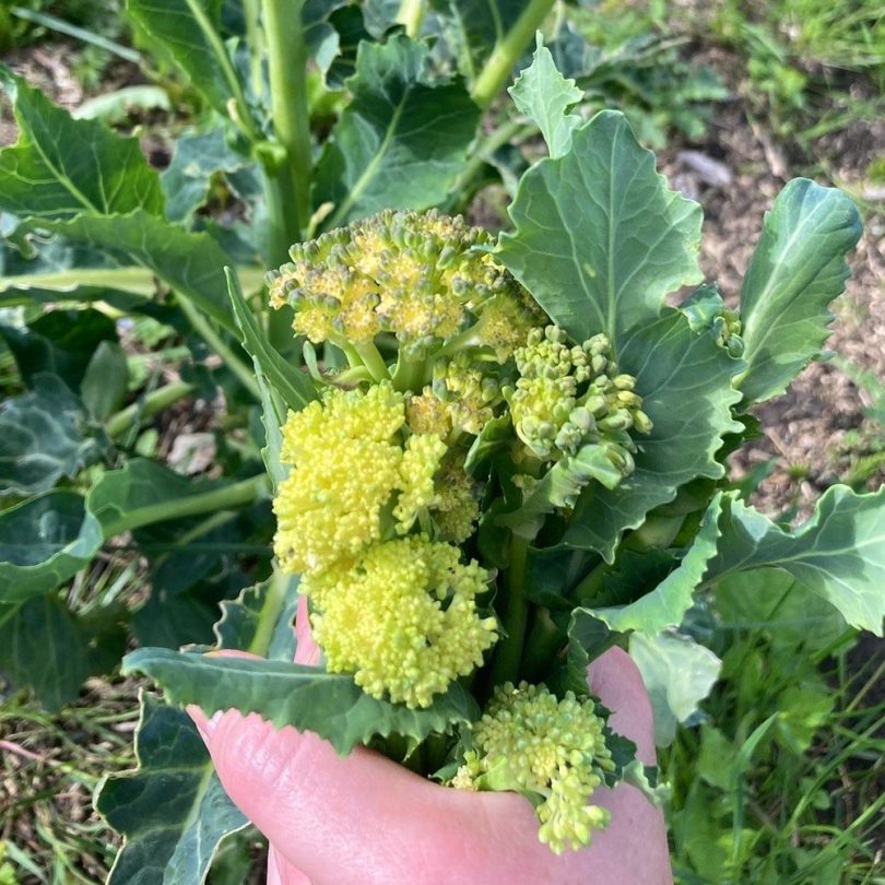 Brocoli perpétuel 'Nine Star Perennial' Graines