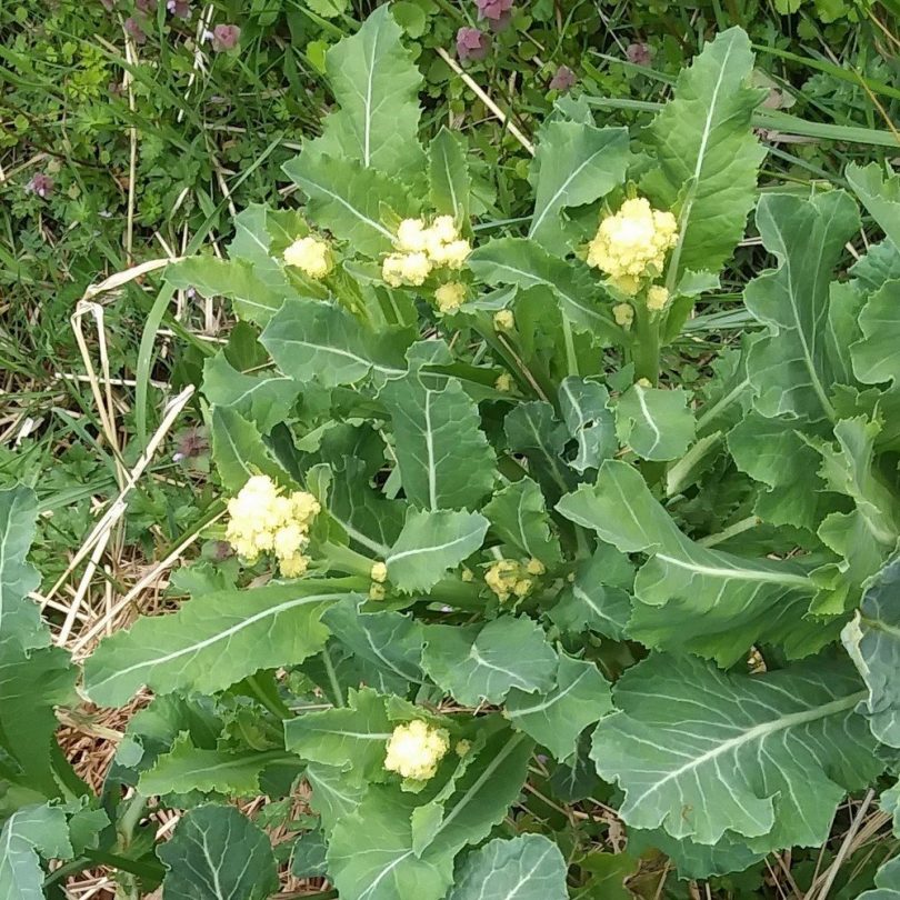 Brocoli perpétuel 'Nine Star Perennial' Graines