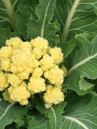 Brocoli perpétuel 'Nine Star Perennial' Graines