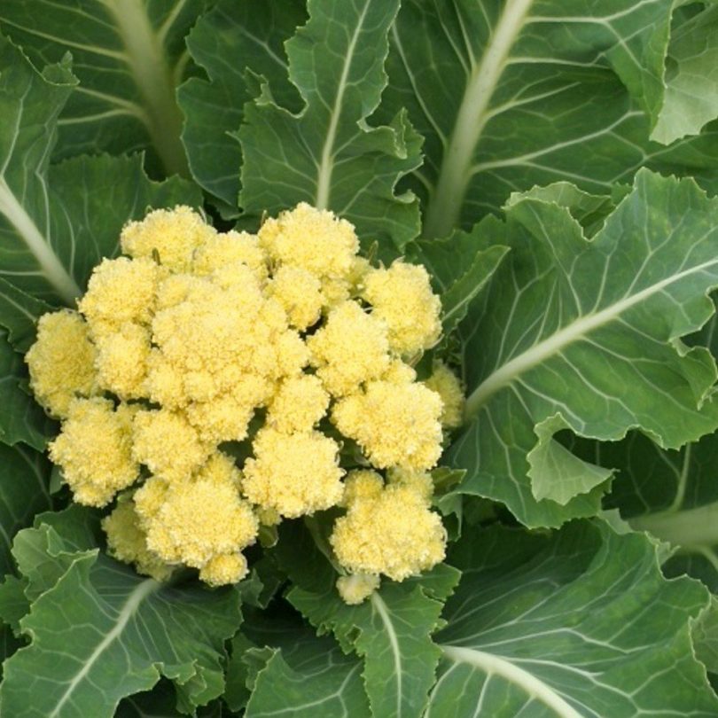 Brocoli perpétuel 'Nine Star Perennial' Graines