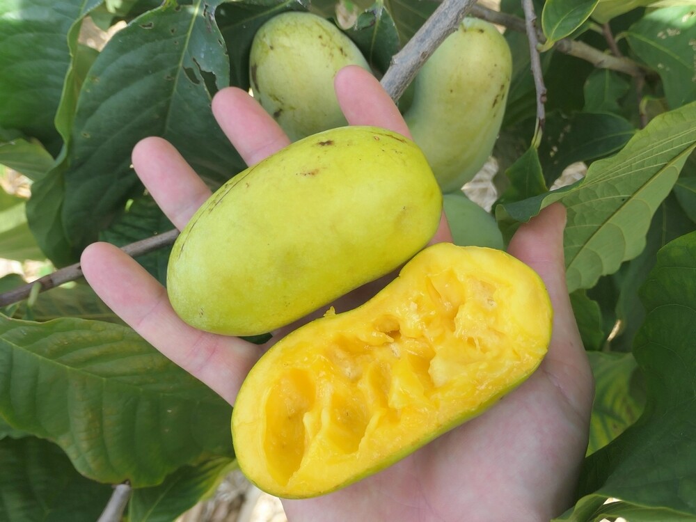 Des Bananes Fraîches De La Plantation Sont Placées Dans La Cuisine