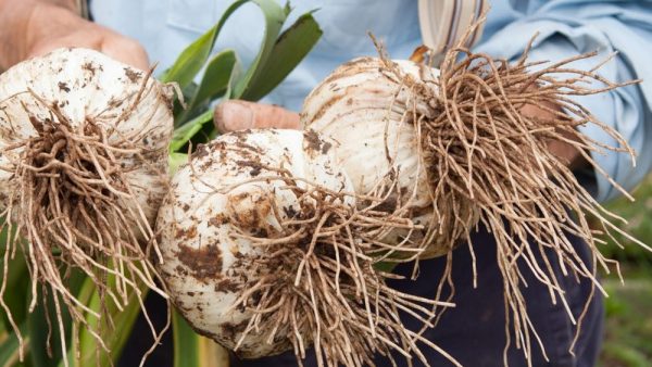 Ail éléphant (allium Ampeloprasum) - Graines Baumaux