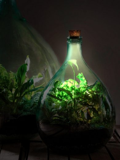 Bouchon lampe solaire liège pour terrarium