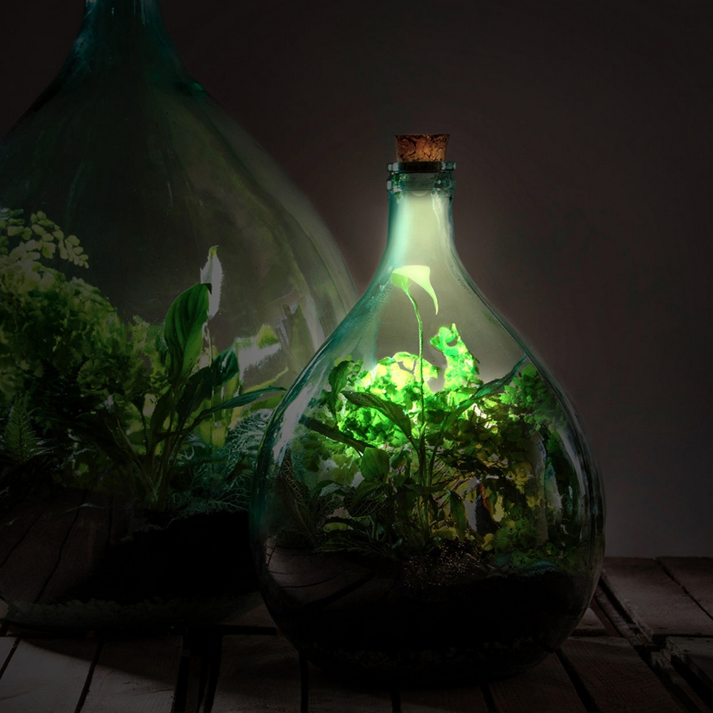 Bouchon lampe solaire liège pour terrarium - Alsagarden