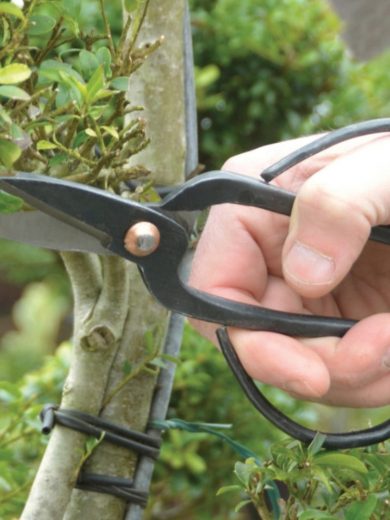 Ciseau Bonsai 20 cm - Radis et Capucine