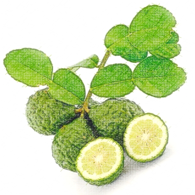 Lemon and Citrus