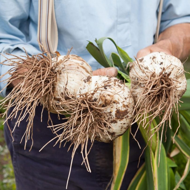Ail éléphant (Allium ampeloprasum) Plant