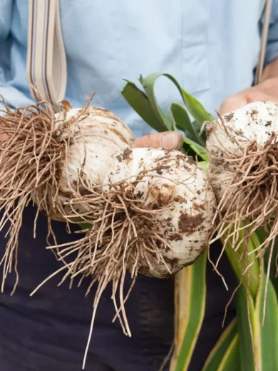 Ail éléphant (Allium ampeloprasum) Caïeux