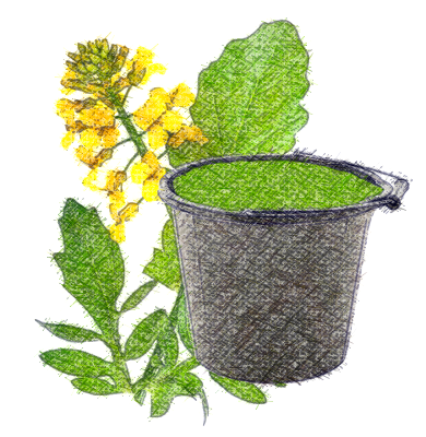 Engrais verts