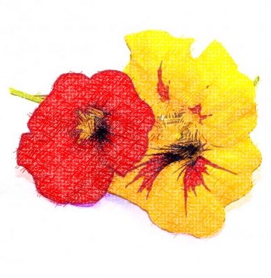 Fleurs comestibles