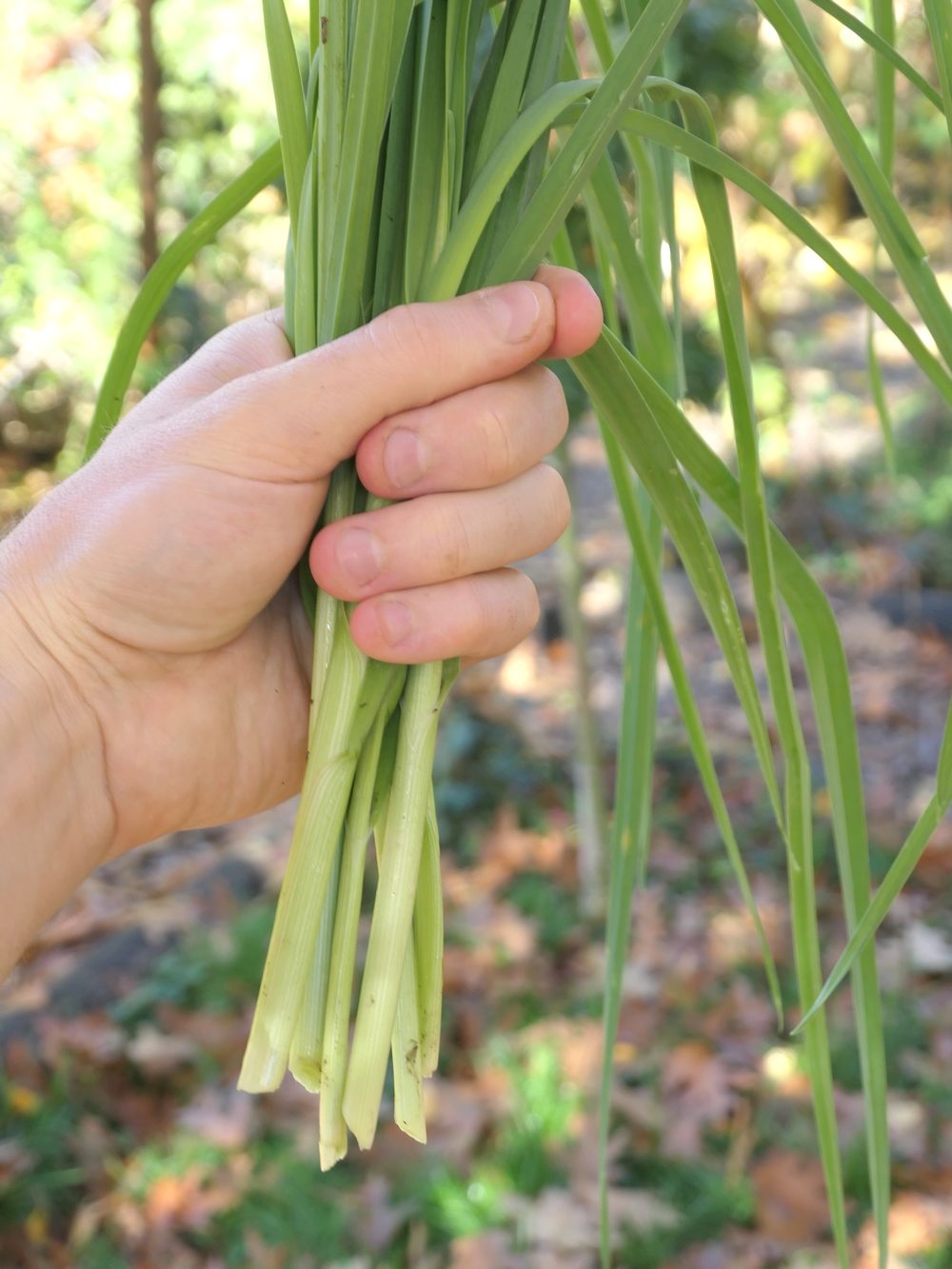 Les secrets du Poireau perpétuel, ce légume vivace sans entretien -  Alsagarden