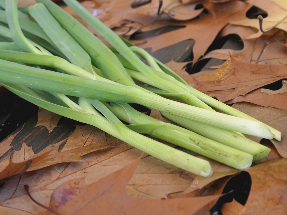 Poireau  Légumes suisses