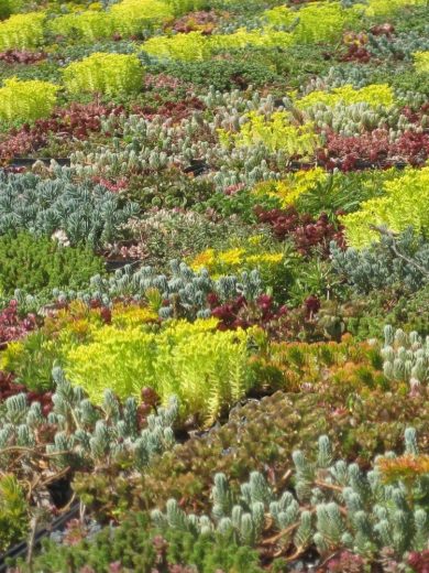 Sedum en Mélange (10 Variétés) Graines