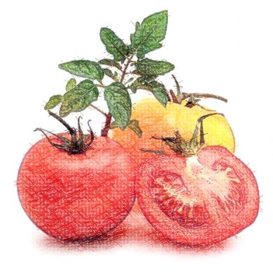 Collection de tomates
