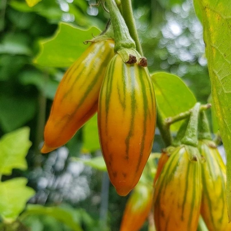 Aubergine 'Striped Togo' (Variété Africaine) Graines