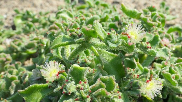 Les secrets du Poireau perpétuel, ce légume vivace sans entretien -  Alsagarden