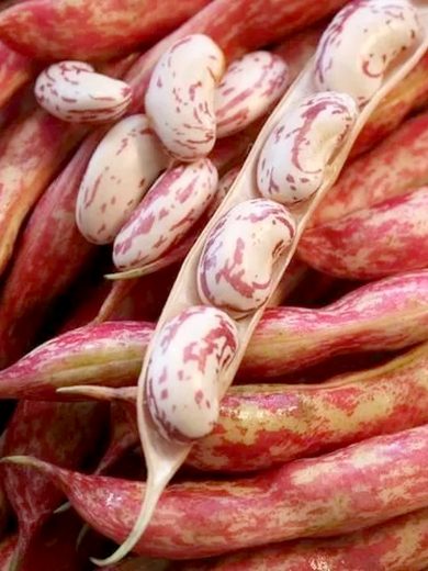 Haricot Canneberge Portugais 'Catarino' Graines