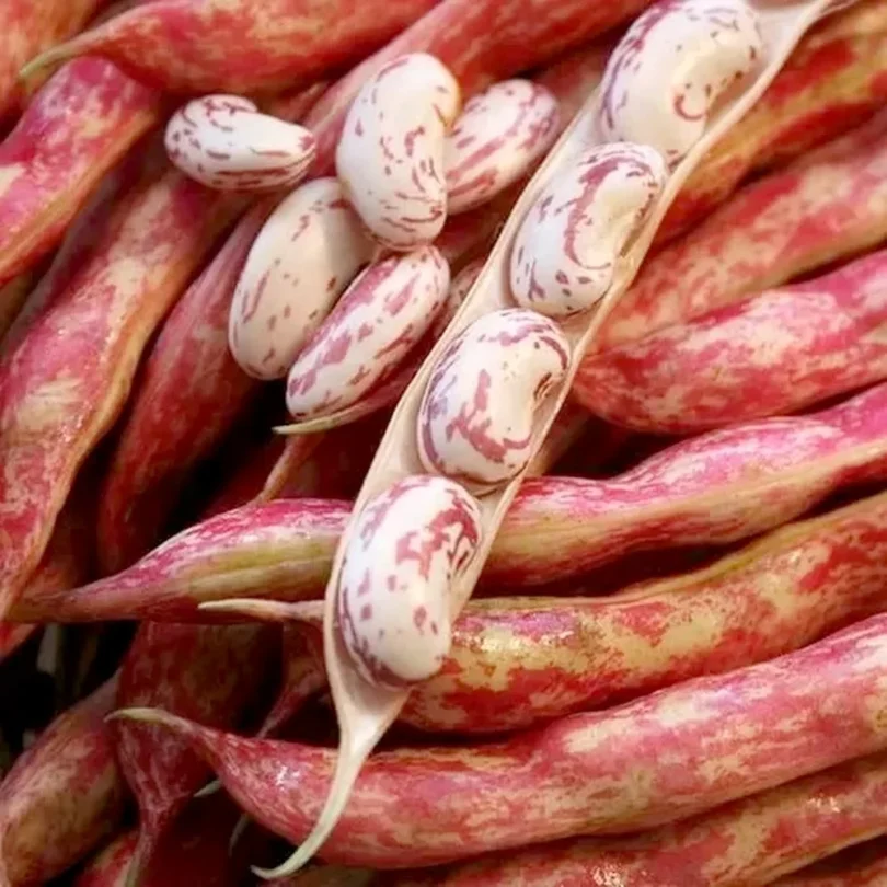 Haricot Canneberge Portugais ‘Catarino’ Graines