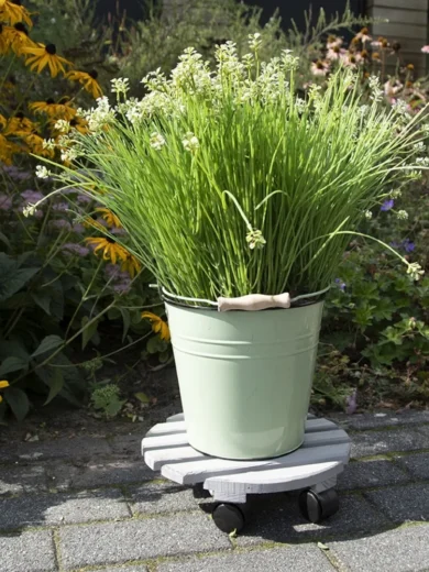 Plateau roulant rond pour plantes (diamètre 28.5 cm)