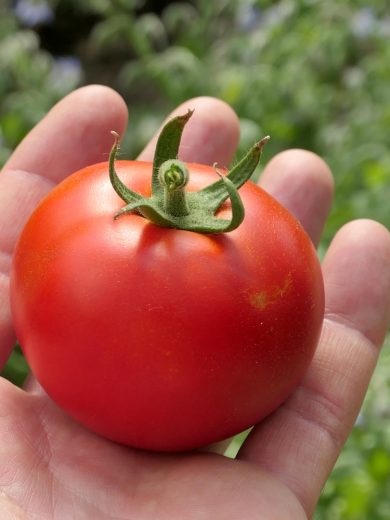 Tomate 'Belle de Lorraine' (Variété ancienne) Graines