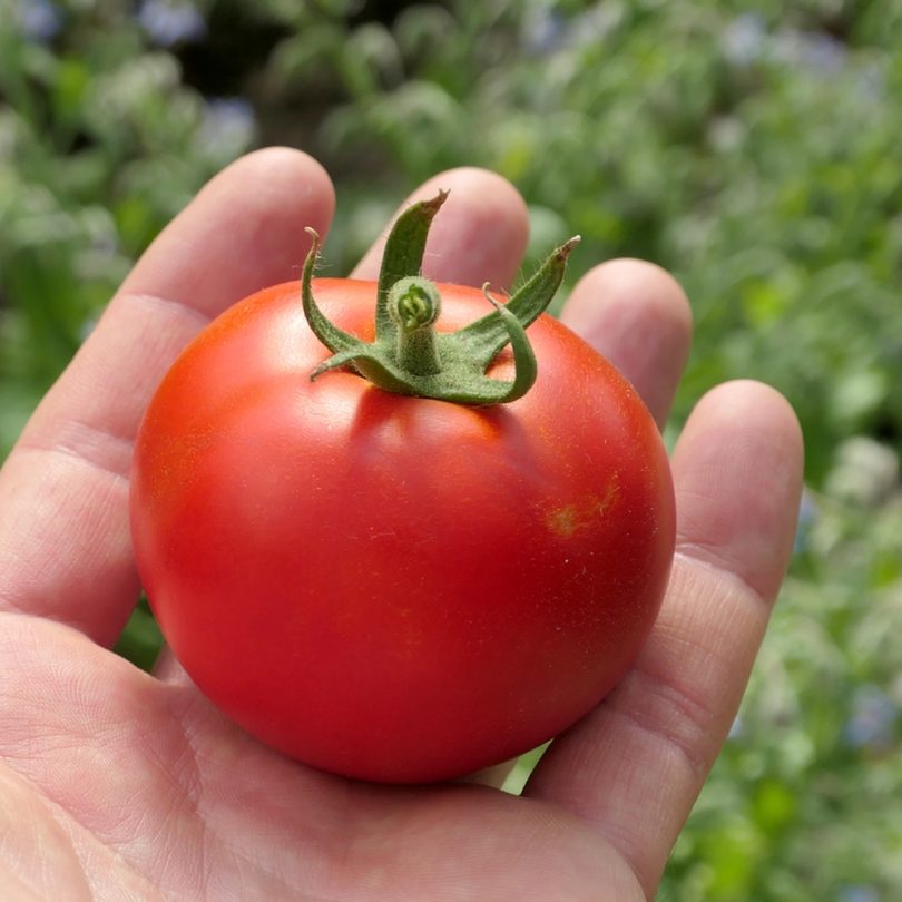 Tomate 'Belle de Lorraine' (Variété ancienne) Graines
