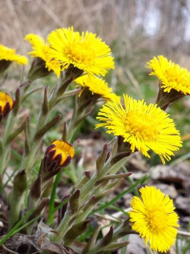 Tussilage Pas-d'âne (Tussilago farfara) Graines