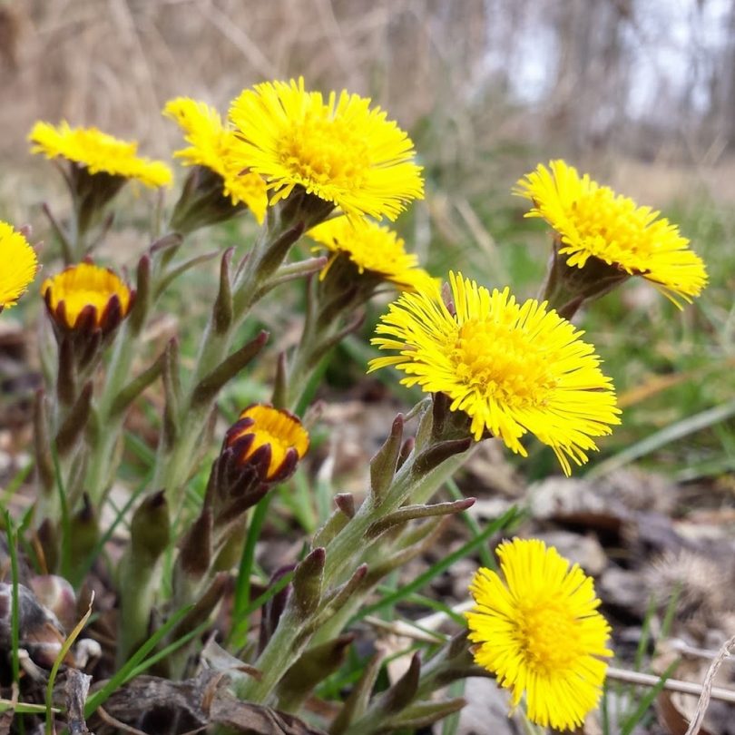 Tussilage Pas-d'âne (Tussilago farfara) Graines