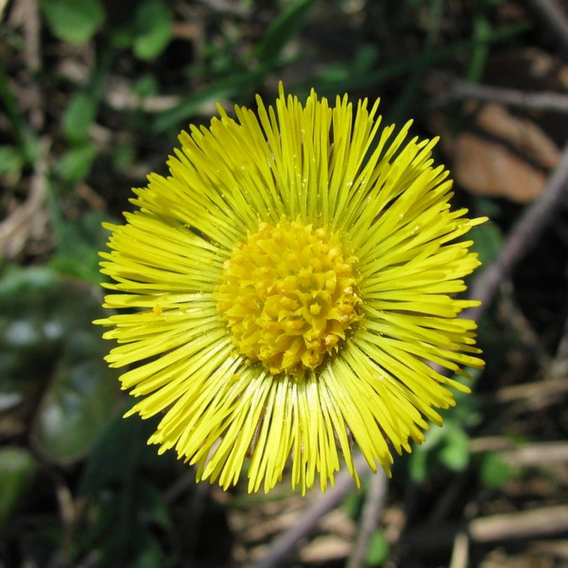Tussilage Pas-d'âne (Tussilago farfara) Graines – Image 2