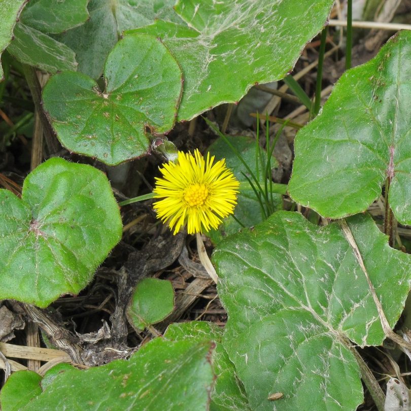 Tussilage Pas-d'âne (Tussilago farfara) Graines – Image 3
