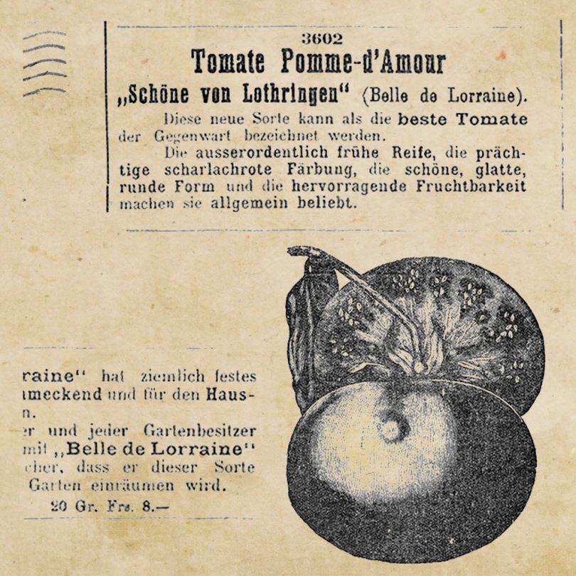 Tomate 'Belle de Lorraine' (Variété ancienne) Graines – Image 3