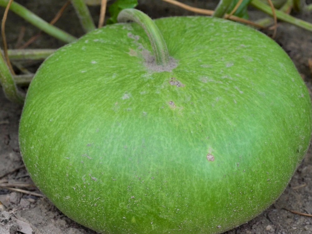 La Calebasse 'Plate de Corse', la gourde naturelle du 19ème siècle