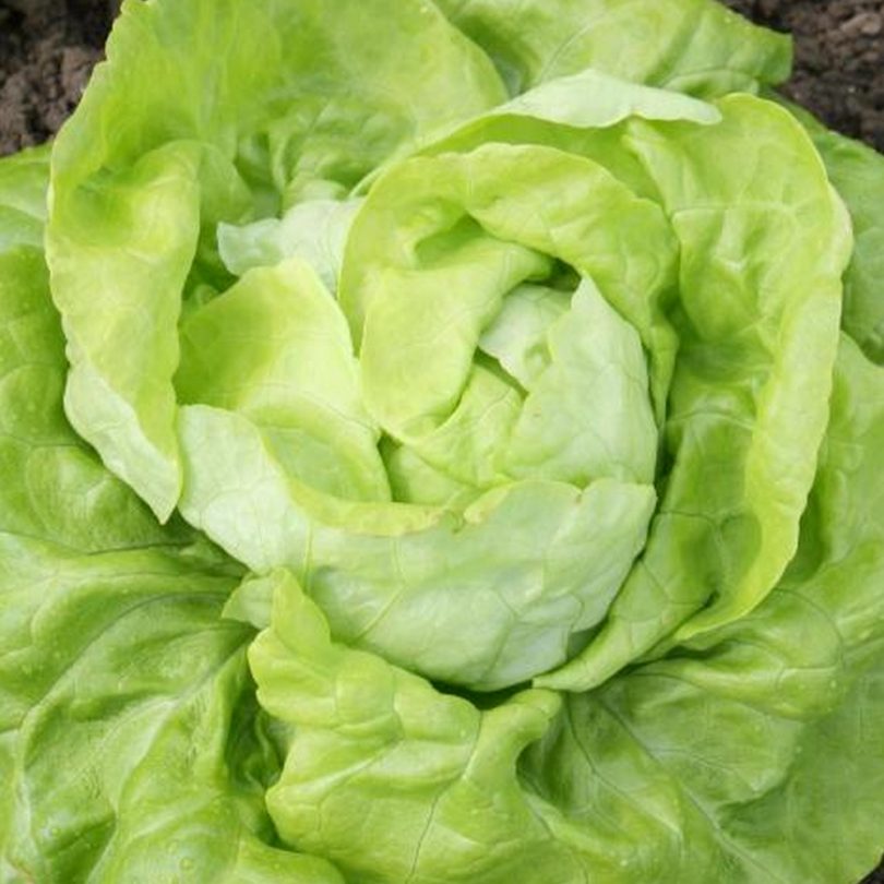 Laitue pommée 'Lilloise' (Variété ancienne) Graines