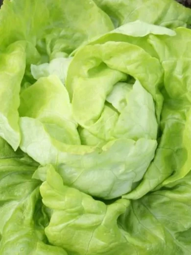Laitue pommée 'Lilloise' (Variété ancienne) Graines