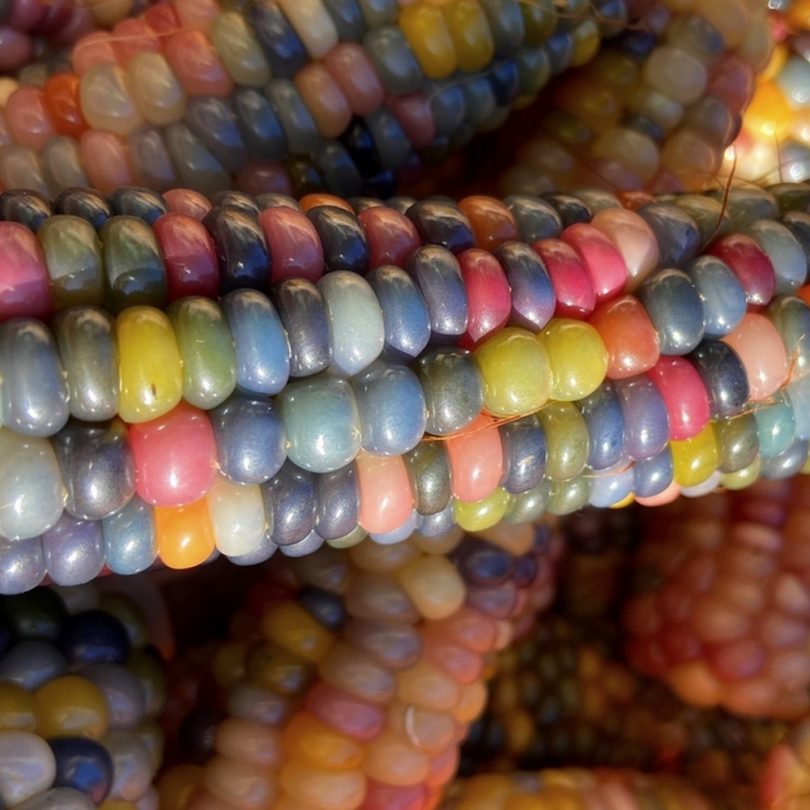 Maïs Popcorn ‘Glass Gem’ (Variété population) Graines – Image 2