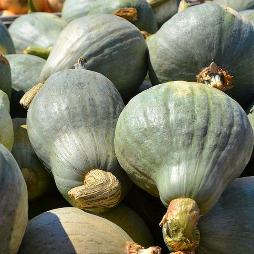 Potimarron 'Blue Ballet' (Goût châtaigne) Graines – Image 2
