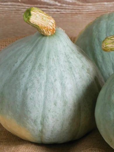 Potimarron 'Blue Ballet' (Goût châtaigne) Graines