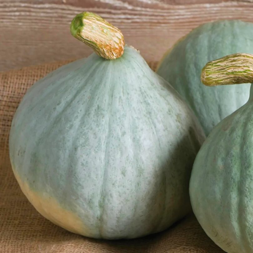 Potimarron 'Blue Ballet' (Goût châtaigne) Graines