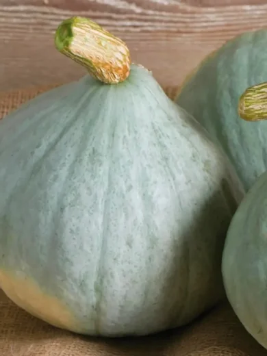 Potimarron 'Blue Ballet' (Goût châtaigne) Graines