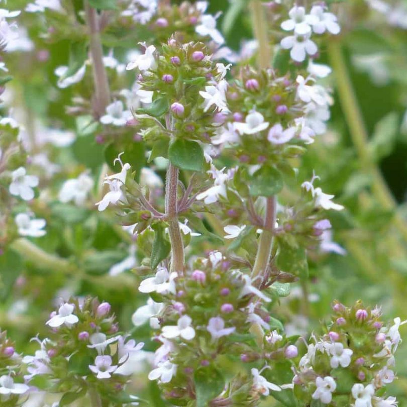 Thym orange (Thymus fragrantissimus) Graines – Image 2