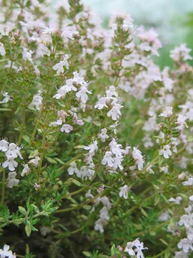Thym orange (Thymus fragrantissimus) Graines