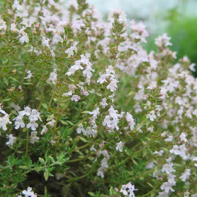 Thym orange (Thymus fragrantissimus) Graines