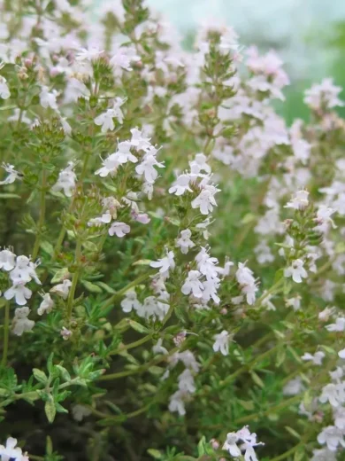 Thym orange (Thymus fragrantissimus) Graines