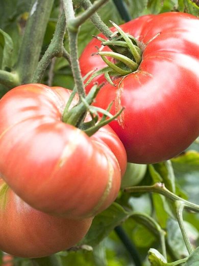 Tomate 'Géante d'Orenbourg' (Variété ancienne) Graines